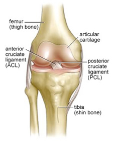 Knee_Anatomy.jpg